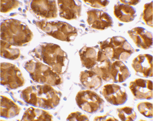 Antibody product image